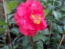 Dixie Knight variegated